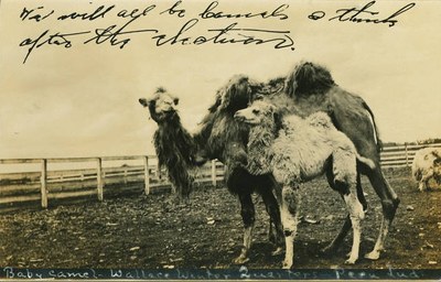 Camels in Peru.jpg